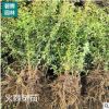 火棘樹苗 庭院圍墻防盜綠籬貼梗海棠 黃刺玫球紅葉小檗 帶刺植物
