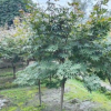紅楓樹 基地直銷 紅楓樹苗 日本紅楓小苗 規格齊全 量大從優