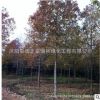 北美楓香樹苗批發(fā) 庭院觀賞色塊綠化喬木 楓香小苗規(guī)格齊全
