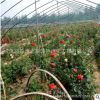 藤本月季花苗 庭院攀援植物歐洲月季 盆栽玫瑰花苗 歐月苗