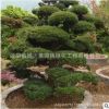 五針?biāo)删吩煨蜆鋱@林觀賞植物行道點(diǎn)綴四季常青規(guī)格齊全五針?biāo)?/></a>
<div><a href=
