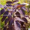紅葉白臘小苗批發(fā)彩色綠籬金葉白蠟樹苗 行道風(fēng)景工程綠化苗木