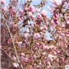 日本櫻花樹木批發(fā)造型盆景庭院觀花植物重瓣櫻花 規(guī)格齊全櫻花苗