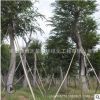 樸樹苗 綠化苗木規(guī)格齊全四季常青庭院觀賞行道點(diǎn)綴樸樹樹苗批發(fā)