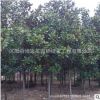 廣玉蘭樹苗 園林綠化花木室內(nèi)盆栽氣味芳香規(guī)格全 白玉蘭樹苗直銷