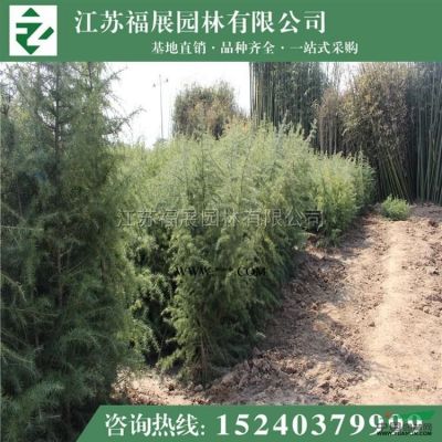 雪松供應(yīng)/雪松圖片