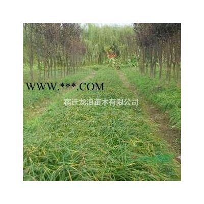 大小規(guī)格雪松 江蘇雪松價(jià)格 4米雪松 5米雪松基地