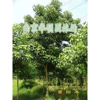 優(yōu)惠供應(yīng)2米雪松，3米雪松，4米雪松，5米雪松，6米雪松