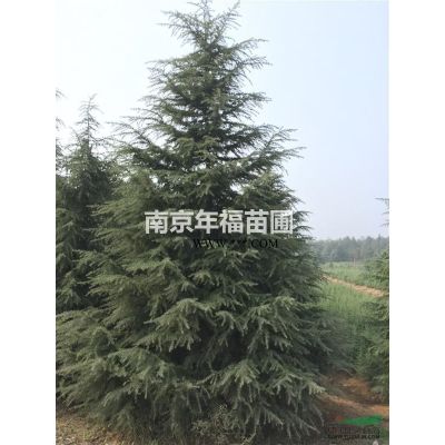 南京雪松，價格優惠