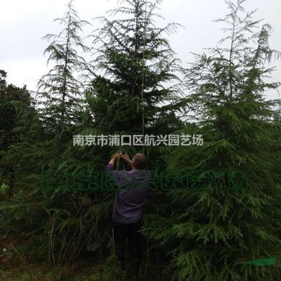 1米，2米.3米.4米雪松產(chǎn)地直銷
