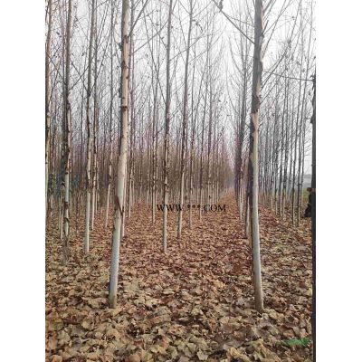 華山松，油松，白皮松，雪松，基地直供1米一3米一5米。