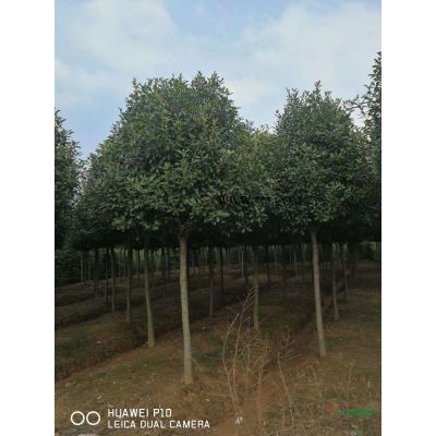 大量供應(yīng)：濕地松，三角楓，雪松，紅葉石楠，樸樹，中山杉，落..