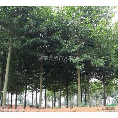 湖南杜鵑供應   紅豆杉、雪松、松柏、蘭天竹、絲蘭