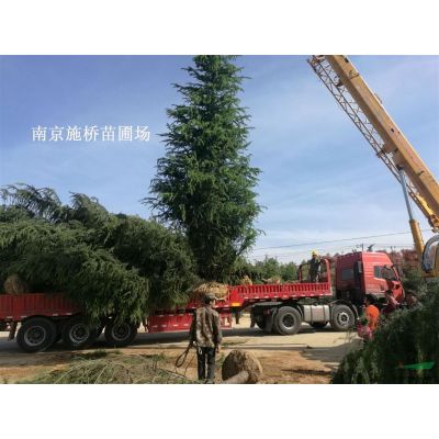 南京雪松基地