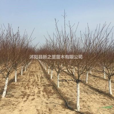 雪松批發(fā)價直銷--量大價優(yōu)