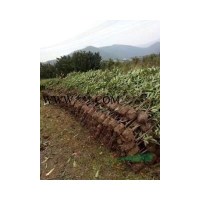 紅帽月季大花月季豐花月季樹狀月季歐洲月季藤本月季
