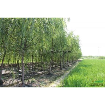 *低價供應吉祥草，浙江杭州蕭山苗圃自產自銷