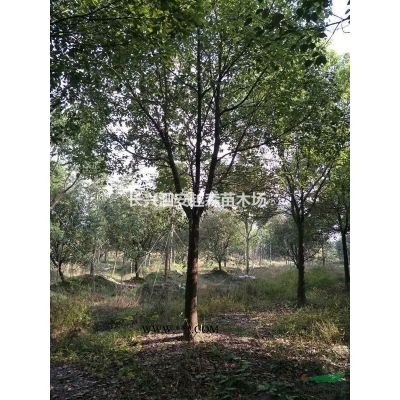 湖州供應(yīng)低價(jià)移栽廣玉蘭10-18公分