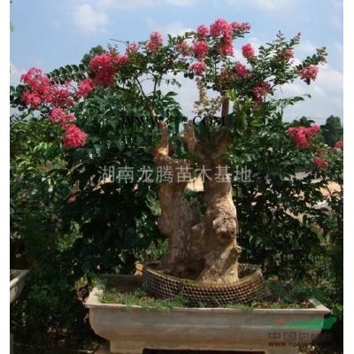 供應湖南羅漢松、桂花、廣玉蘭、杜英、杜鵑等規格*，價格實。