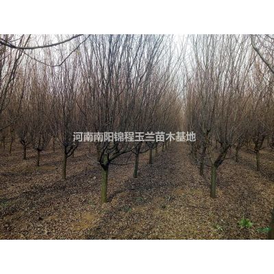 紅玉蘭、紫玉蘭、廣玉蘭、望春玉蘭、白玉蘭、黃玉蘭、二喬玉蘭等