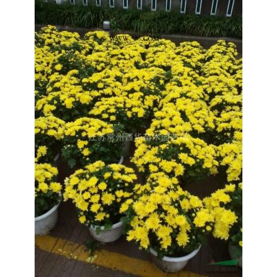 江蘇常州【宿根草花基地批發】百子蓮  紫葉千鳥花