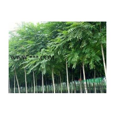 南陽(yáng)樹樁月季量大優(yōu)惠/紅玉蘭/白玉蘭/紫玉蘭/廣玉蘭供應(yīng)