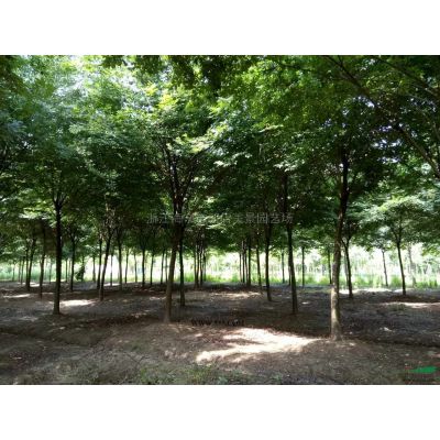 嘉興櫸樹價格 浙江櫸樹農戶直銷 大小規(guī)格櫸樹