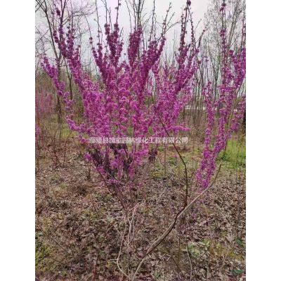 河南鄢陵專供紅葉李