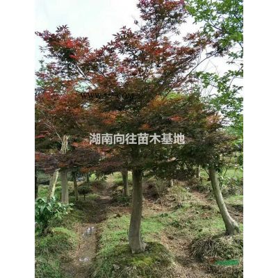 湖南全冠桂花 精品桂花樹  長沙全冠桂花樹  精品全冠桂花樹