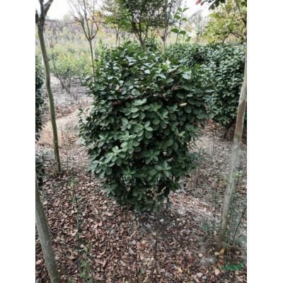 低分之紅葉李 紅葉李價格 15公分紅葉李