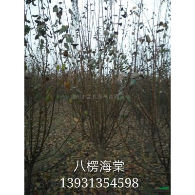 大墩黃刺梅行情報價/大墩黃刺梅圖片展示