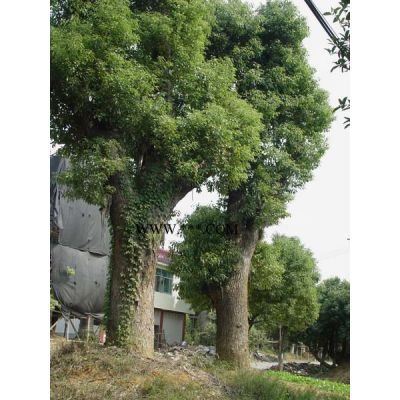 女貞柱/小葉女貞柱價格/1.5米女貞柱價格2米女貞柱價格