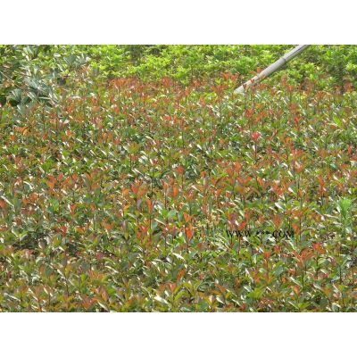 浙江三季紅楓信息
