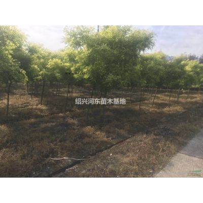 浙江嵊州8公分雞爪戚 精品雞爪戚