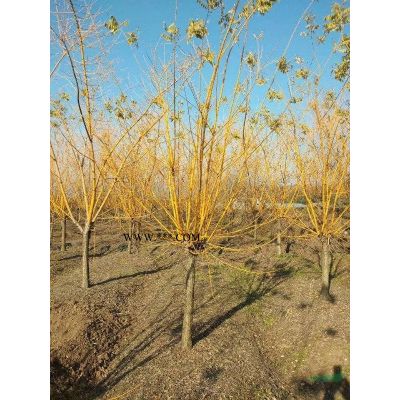 櫻花3-25公分數量多質量好，日本晚櫻，日本櫻花，日本早櫻