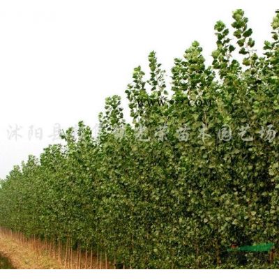 江蘇廣玉蘭，紫玉蘭，白玉蘭，黃玉蘭新價格