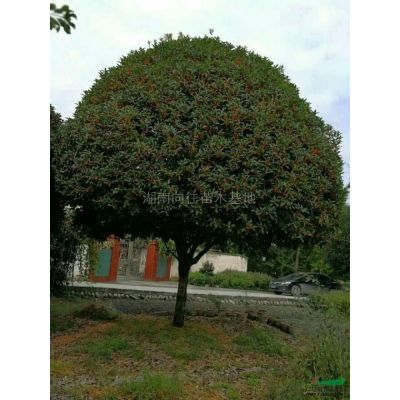 這是今天從基地實拍的廣玉蘭圖片湖南精品廣玉蘭圖片采購精品廣玉
