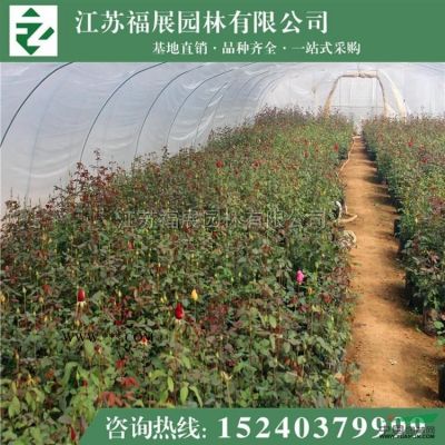 廣玉蘭供應(yīng)/廣玉蘭圖片