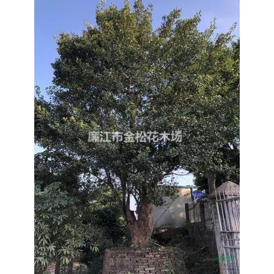 常年中東海棗、銀海棗、中東海棗樹林刺葵大量質(zhì)優(yōu)價美