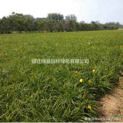 江蘇馬蘭價格 馬蘭花基地供應 馬蘭直銷
