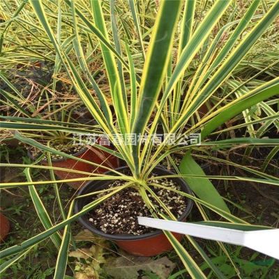 綠化喬木廣玉蘭，廣玉蘭苗，別名：大花玉蘭、荷花玉蘭、洋玉蘭