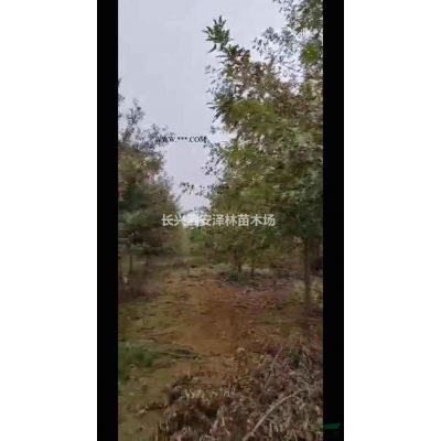 浙江湖州單桿樸樹苗圃直供/浙江單桿樸樹價格優惠