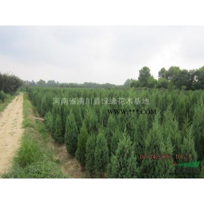 樹形好紅玉蘭產地、低桿紅玉蘭產地在哪，15公分廣玉蘭價格