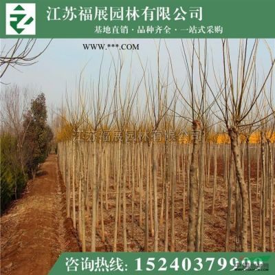 江蘇龍柏