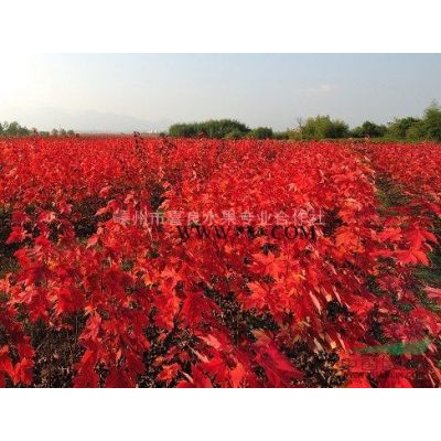 供應廣玉蘭 廣玉蘭價格 規格*