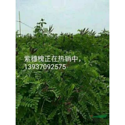 河南商丘供應(yīng)（地經(jīng)0.02~1公分半）紫穗槐苗