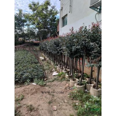 鄢陵地區常年供應5-25公分廣玉蘭