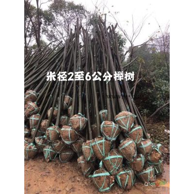 金桂報價，常州金桂基地大量供應各規格金桂