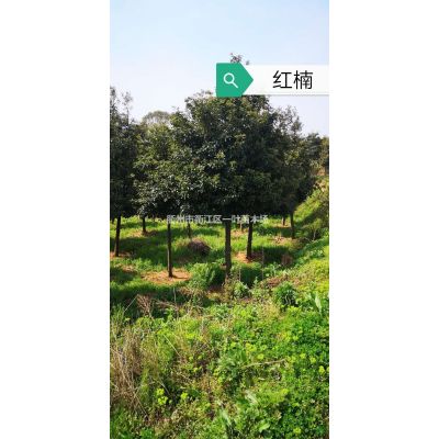 優(yōu)質(zhì)特價(jià)花梨木 浙江花梨木農(nóng)戶產(chǎn)地直銷 浙江紅豆樹