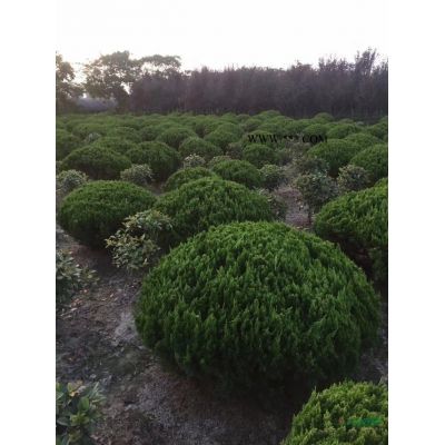 供應(yīng)精品瓜子球及毛球